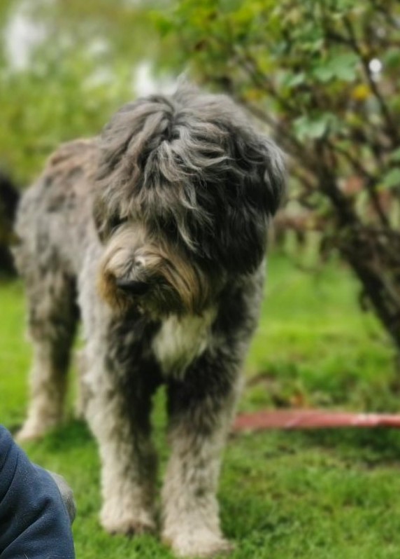Der Hütehund wird gerne gestreichelt 