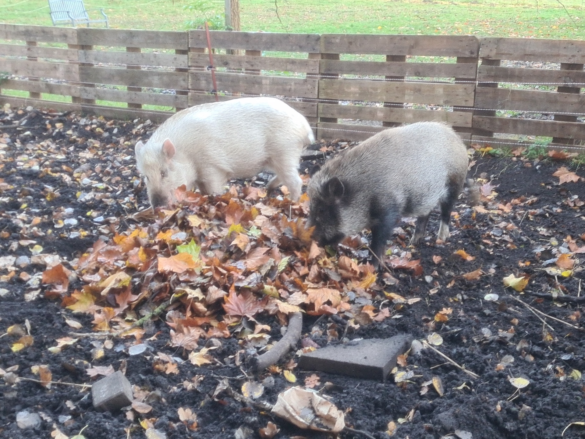 Die Schweine beim Wühlen im Laub